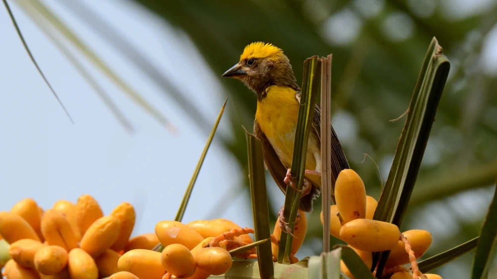 Preuss-Weber (Ploceus preussi)