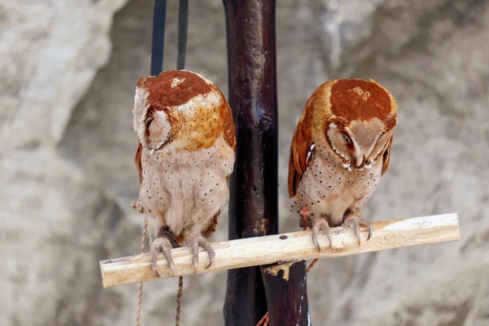 Prigogine-Nachtkolibri (Phodilus prigoginei)