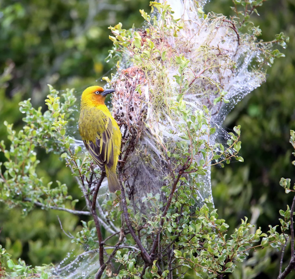 Prinzenweber (Ploceus princeps)