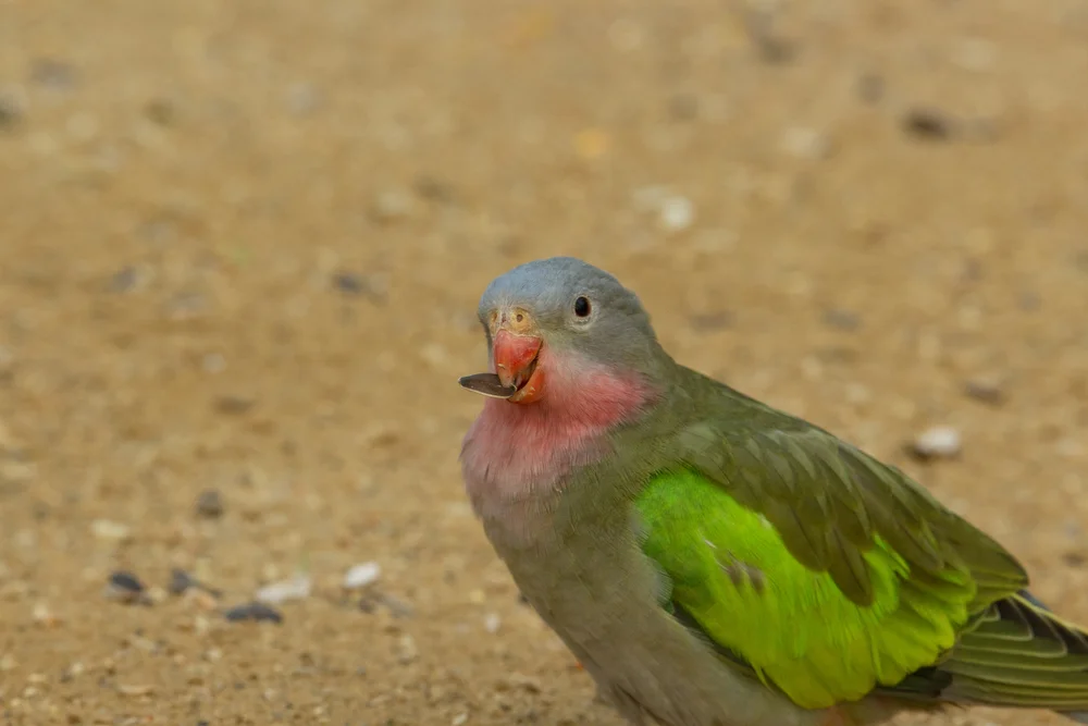 Prinzessin-Alexandra-Sittich (Polytelis alexandrae)