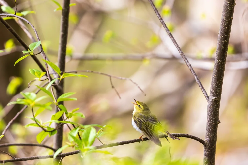 Problemblattspäher (Phylloscartes difficilis)
