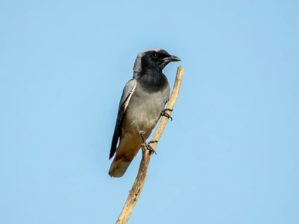 Prunk-Raupenfänger (Coracina ostenta)