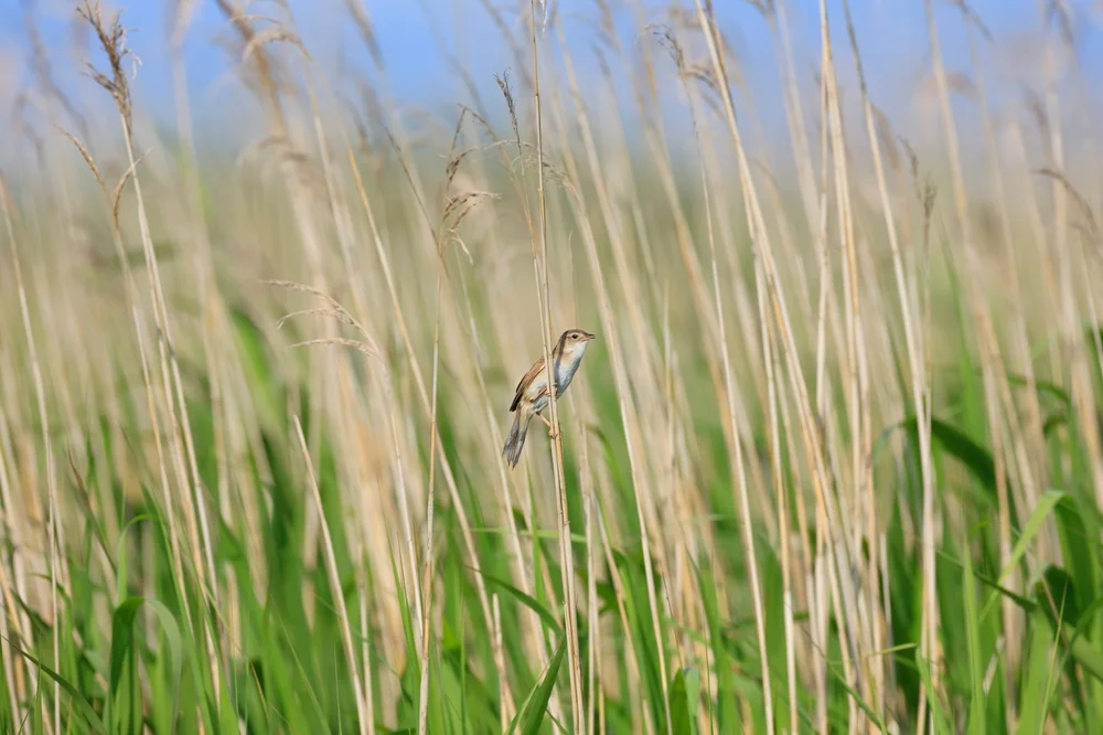 Pryers Grassänger (Locustella pryeri)
