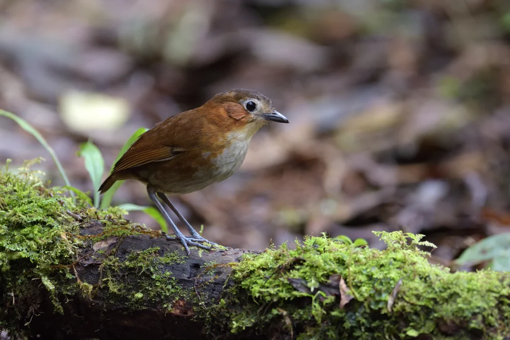 Przewalski-Ameisenpitta (Grallaria przewalskii)