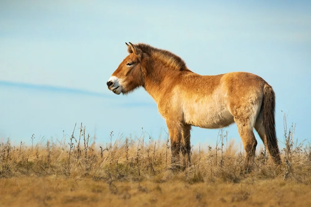 Przewalski-Pferd