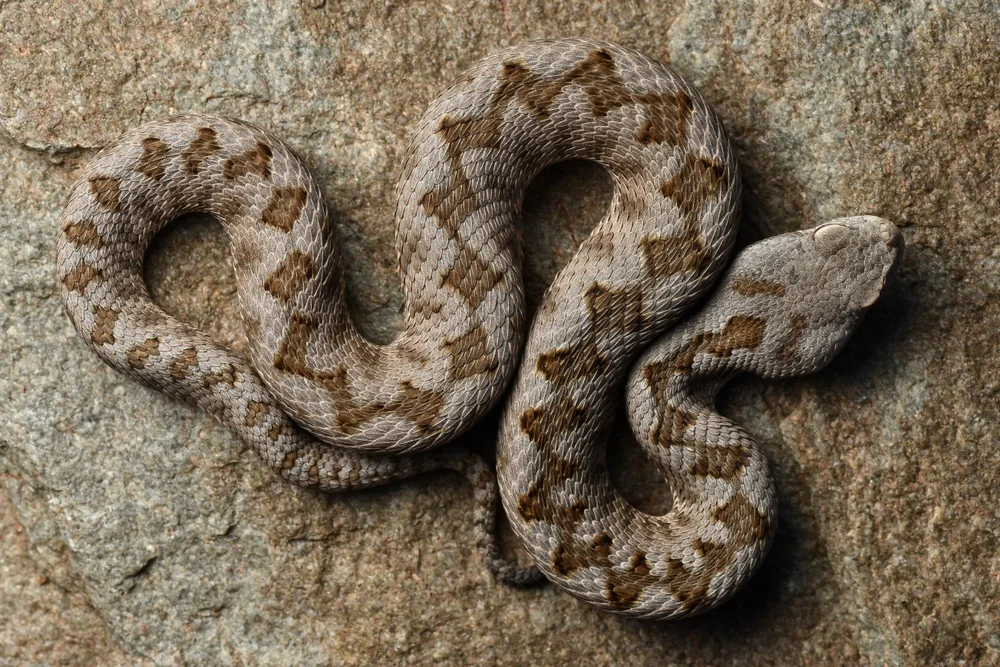 Puerto-Rico-Waldsänger (Vipera palaestinae)