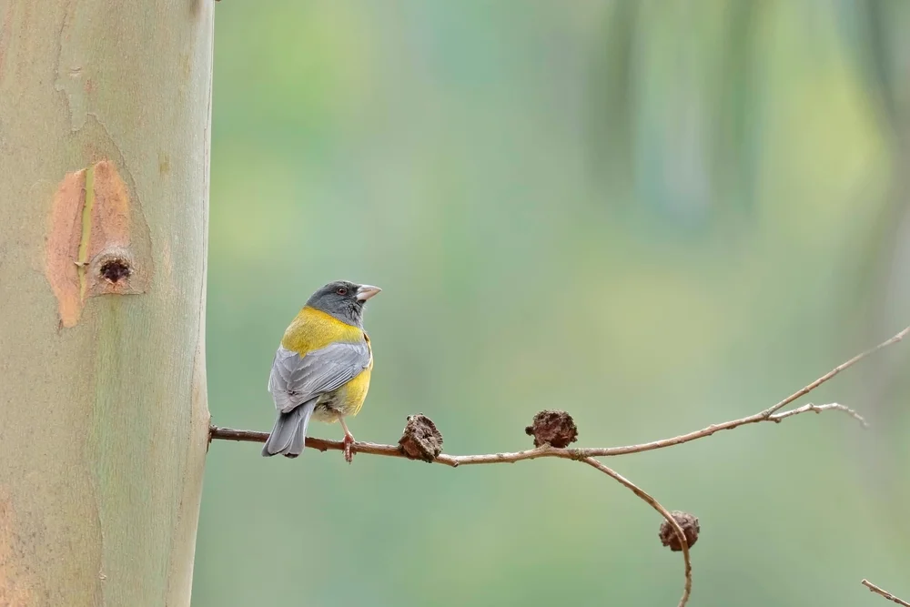Puna-Bergtyrann (Phrygilus punensis)
