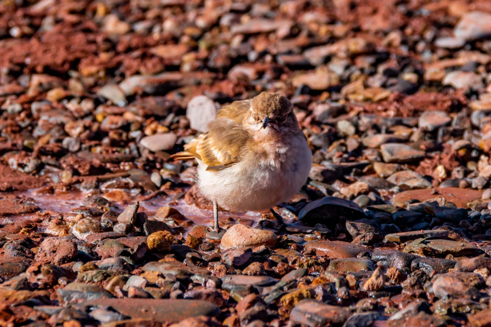 Puna-Erdhacker (Geositta punensis)