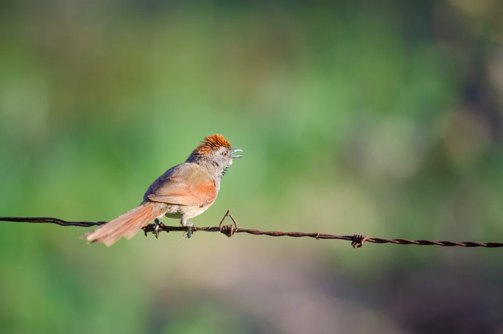 Punktierte Brust-Dornensteiger (Synallaxis stictothorax)