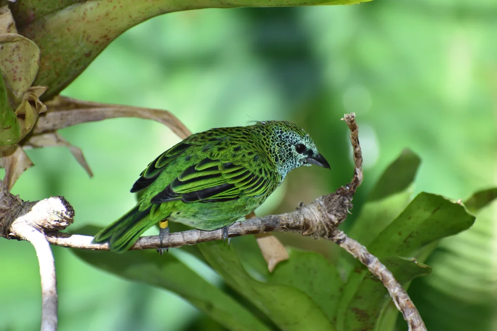 Punktierte Tangare (Tangera punctata)