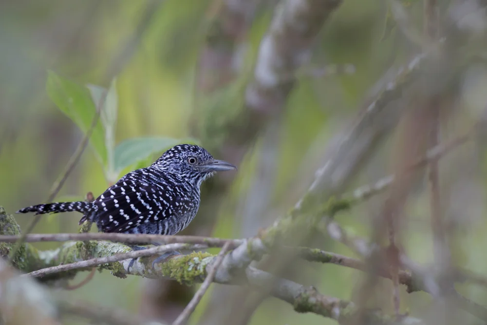 Punktierter Ameisenschlüpfer (Thamnophilus sticturus)