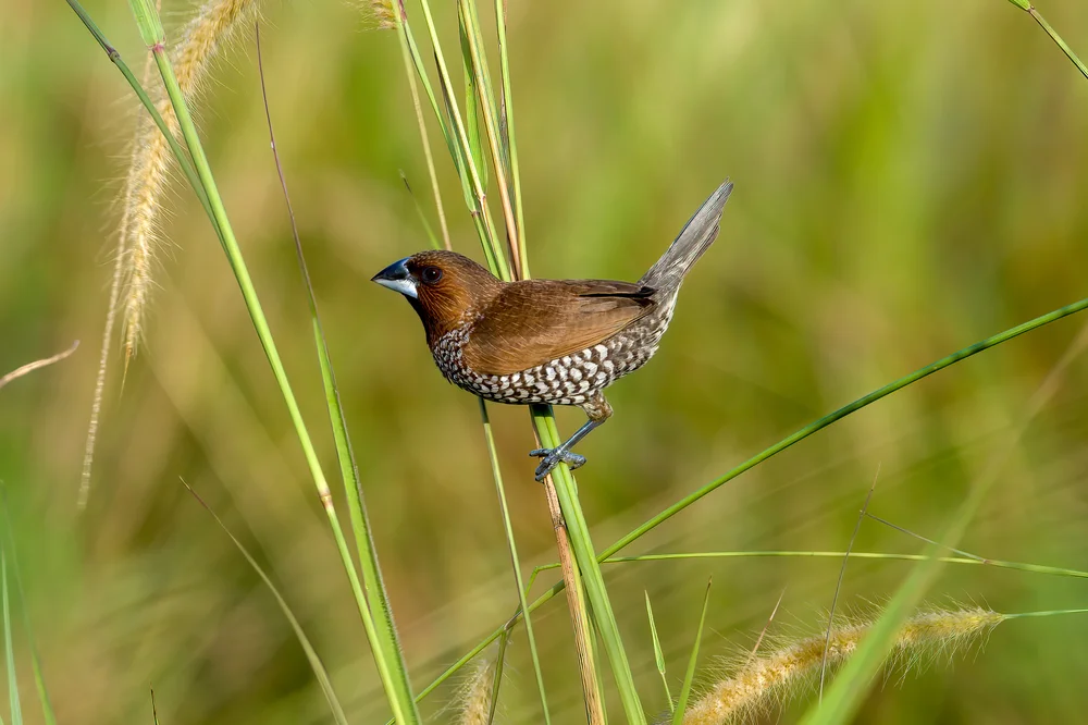 Punktierter Bronzemännchen (Lonchura punctulata)