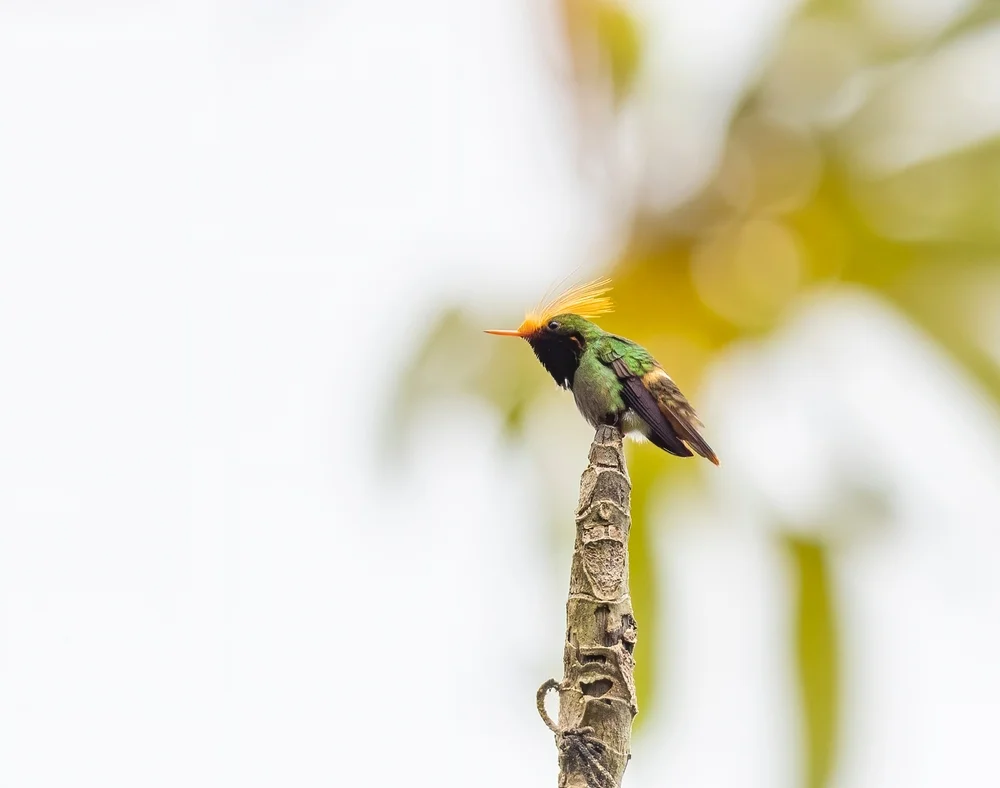 Punktkamm-Schmuckkolibri (Lophomis stictolophus)