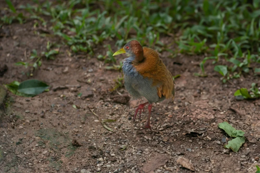 Punktsumpfhuhn (Aramides saracura)