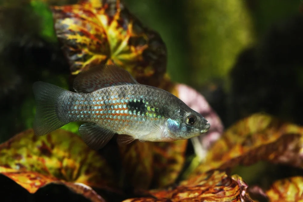 Pupfische (Goodeidae)