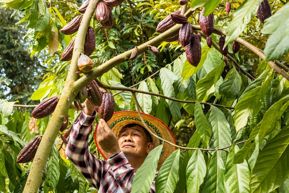 Purpur-Cochoa (Cochoa purpurea)
