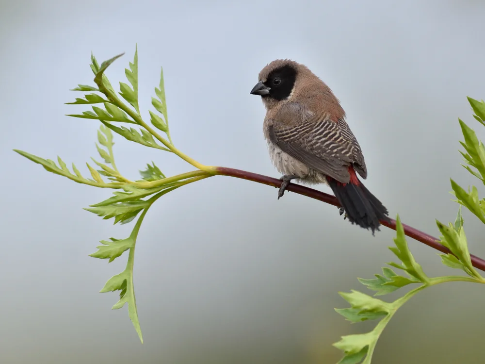 Purpurastrild (Estrilda charmosyna)