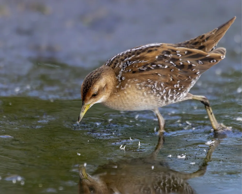 Purpurbauchtaube (Zapornia pusilla)