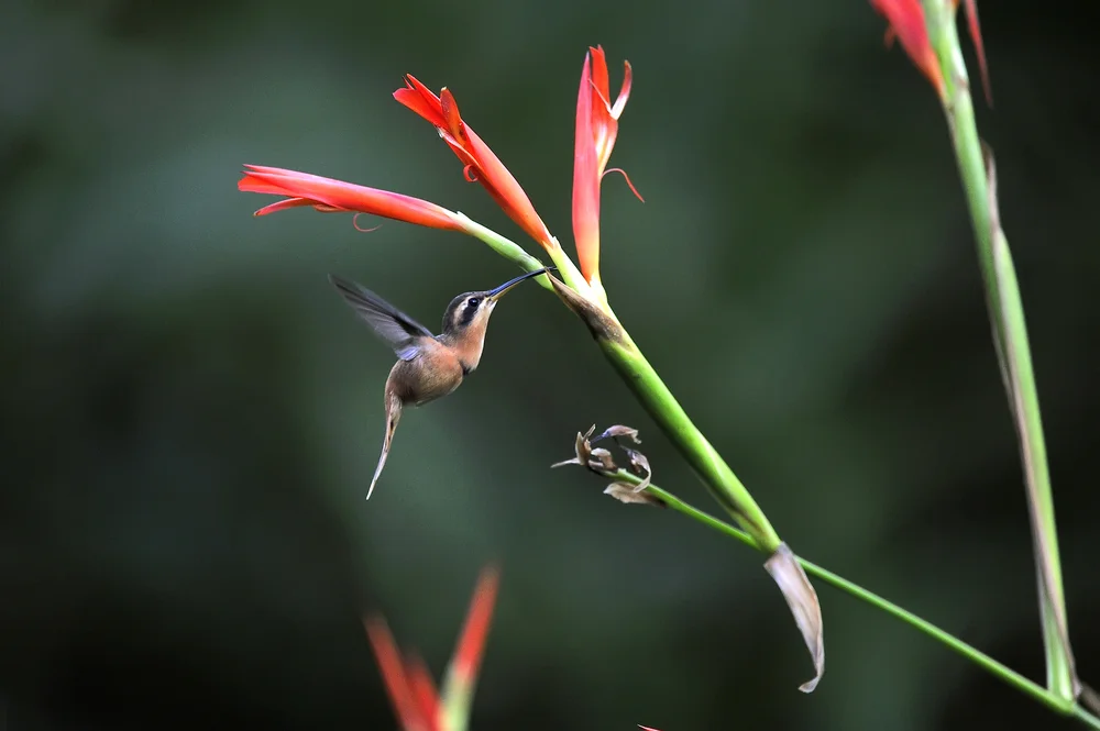 Purpurglanz-Schattenkolibri (Phaethornis idaliae)