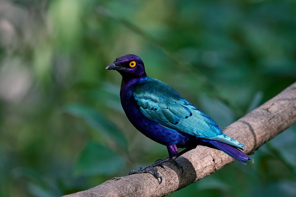 Purpurglanzstar (Lamprotornis purpureus)