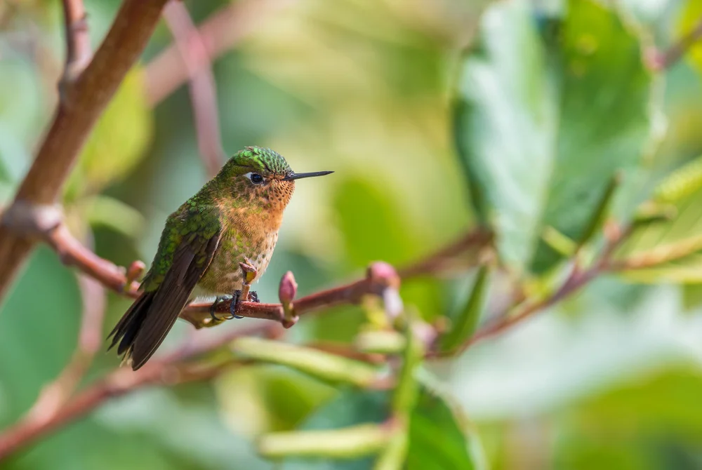 Purpurkehl-Andenkolibri (Metallura tyrianthina)