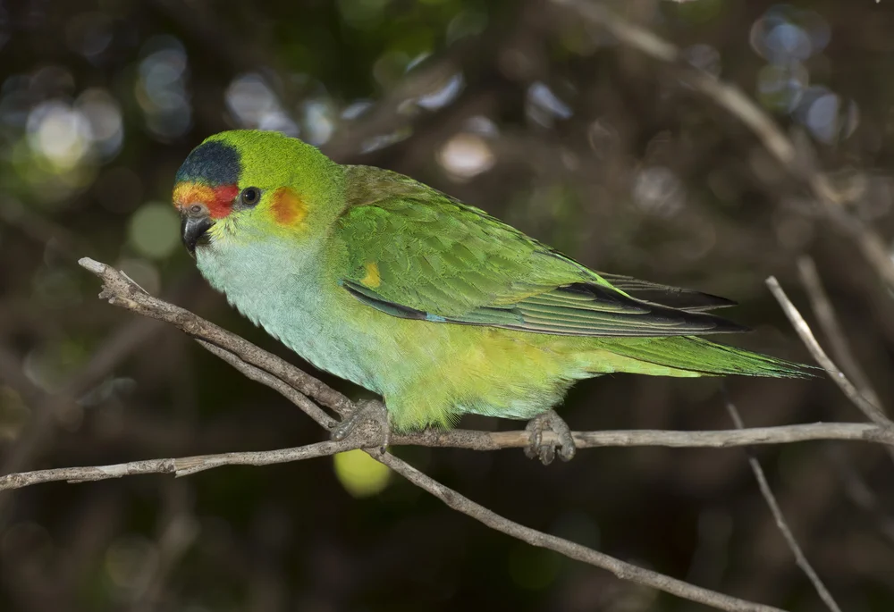 Purpurkopfsittich (Parvipsitta porphyrocephala)