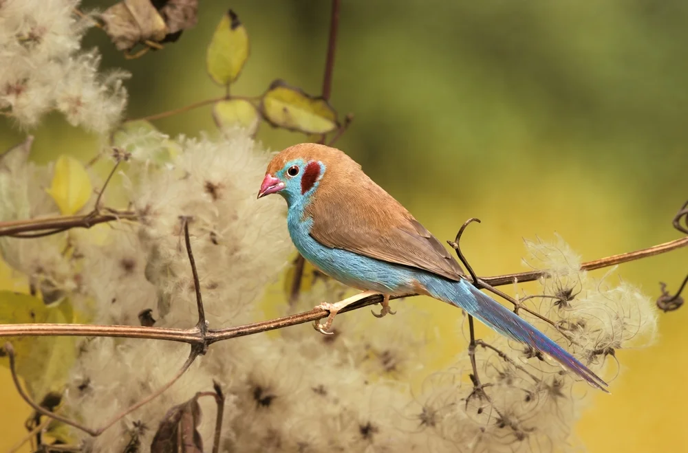 Purpurnektarvogel (uraeginthus bengalus)