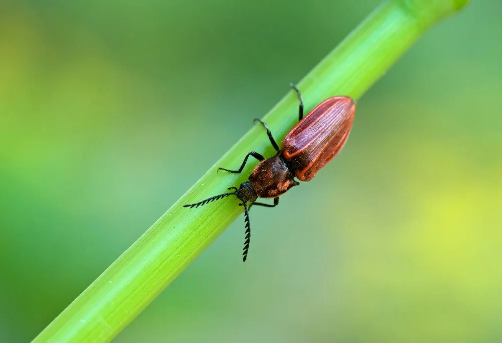 Purpurroter Schnellkäfer