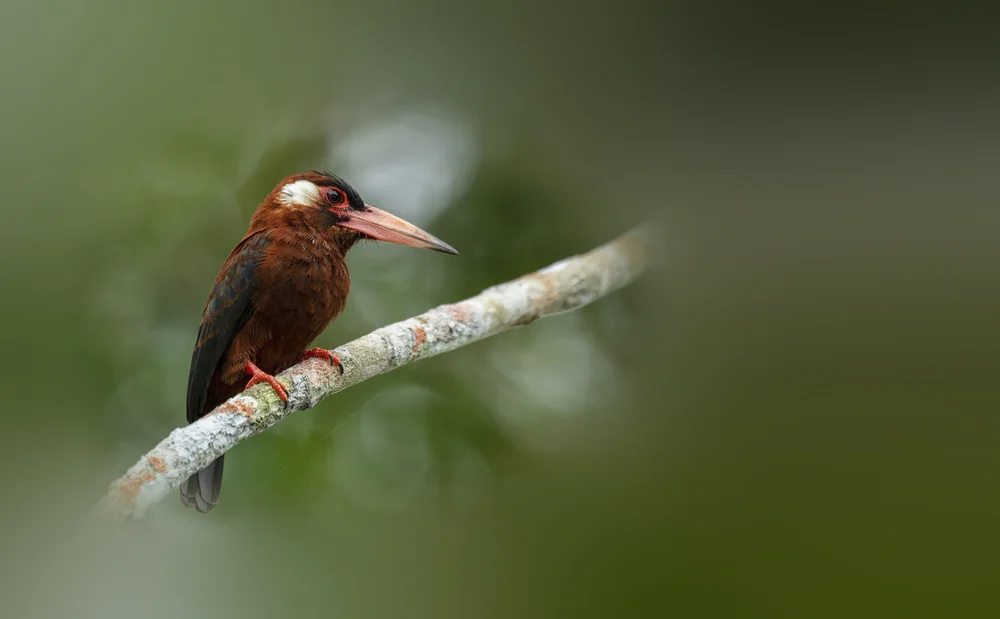 Purus-Baumschnäpper (Galbalcyrhynchus purusianus)