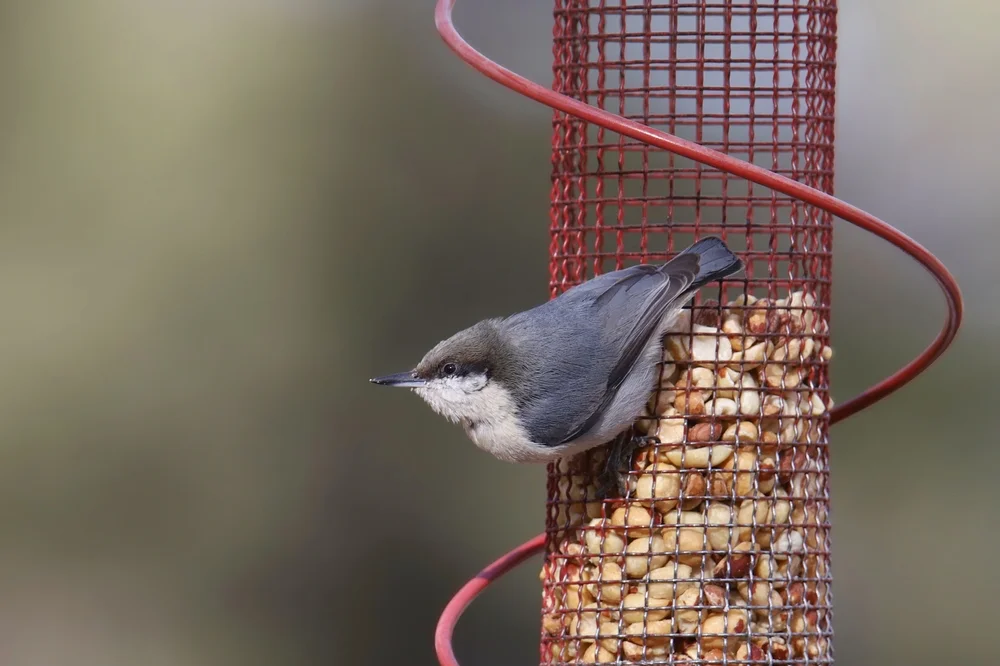 Pygmäenkleiber (Sitta pygmaea)