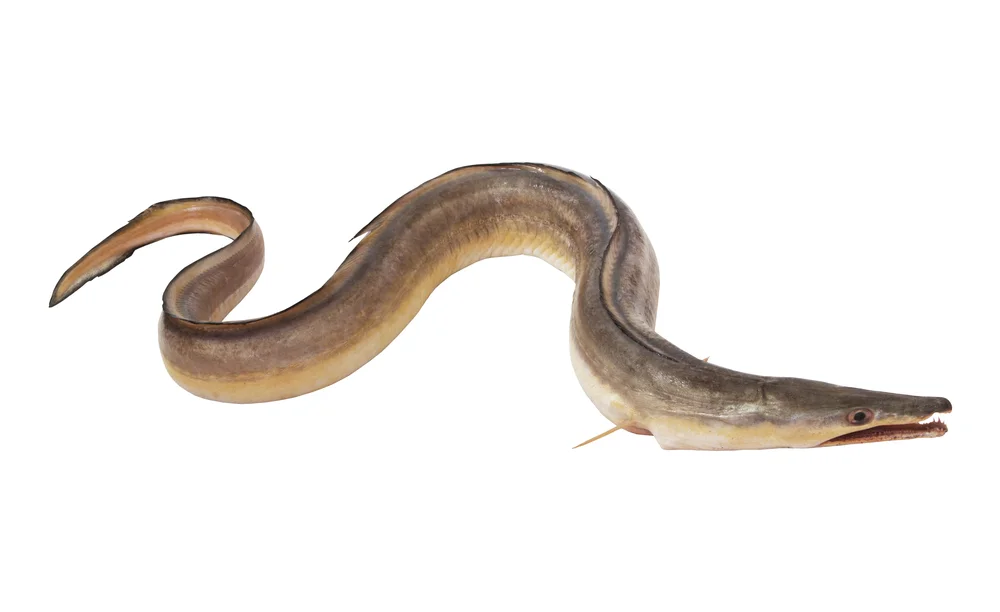 Pythonaal (Muraenesox bagio)