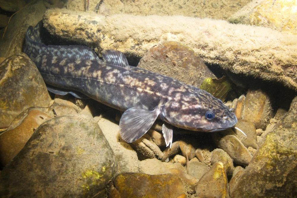Quappe (Burbot)