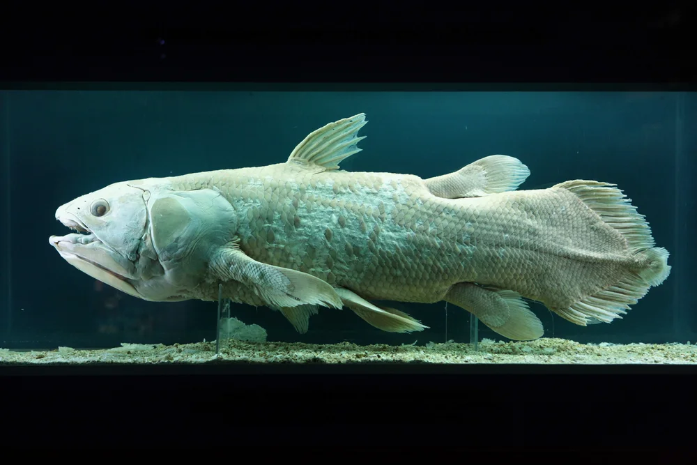 Quastenflosser (Latimeria chalumnae)