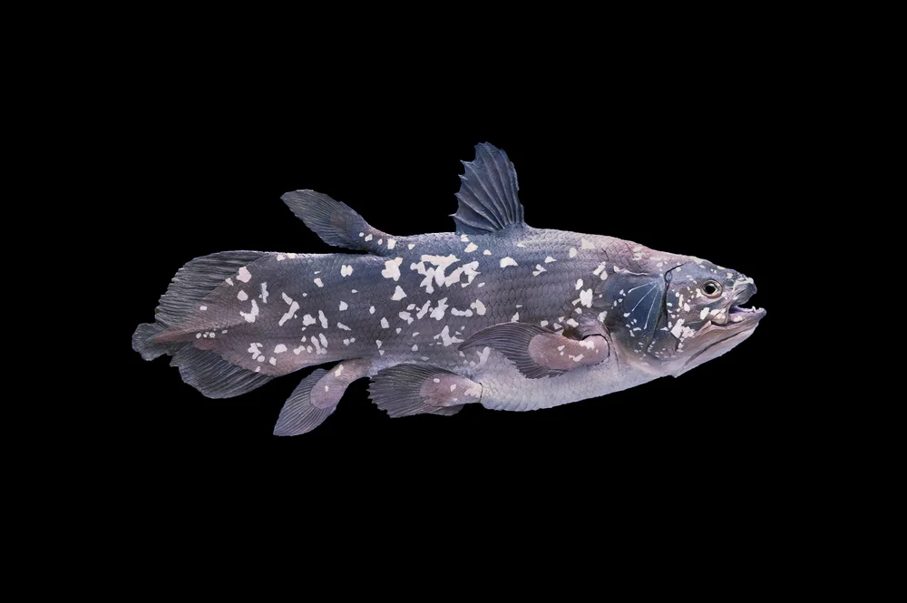 Quastenflosser (Coelacanth)