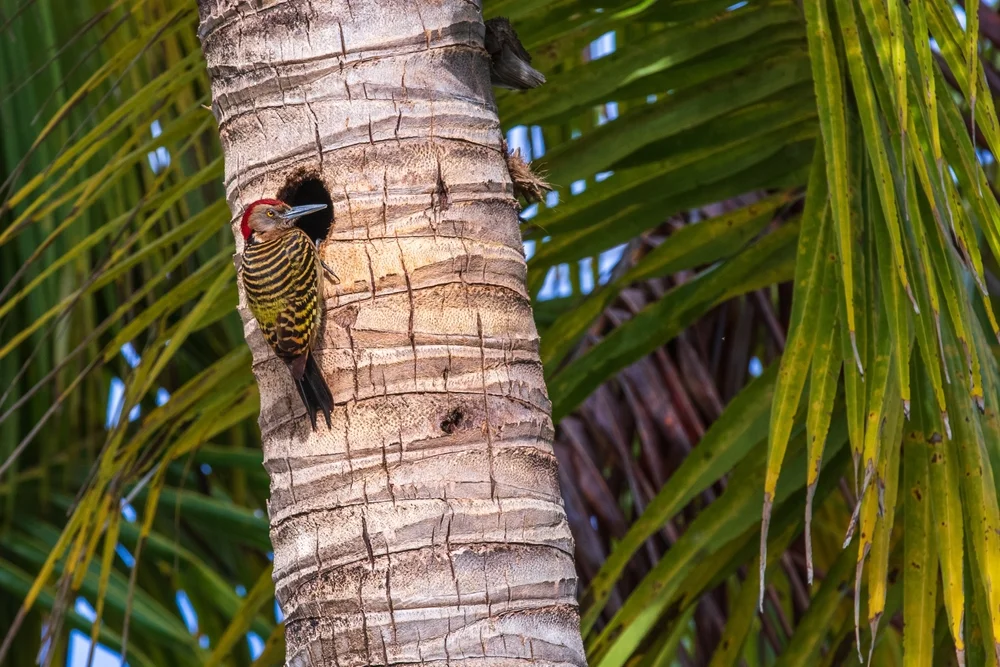 Querbindenspecht (Melanerpes striatus)