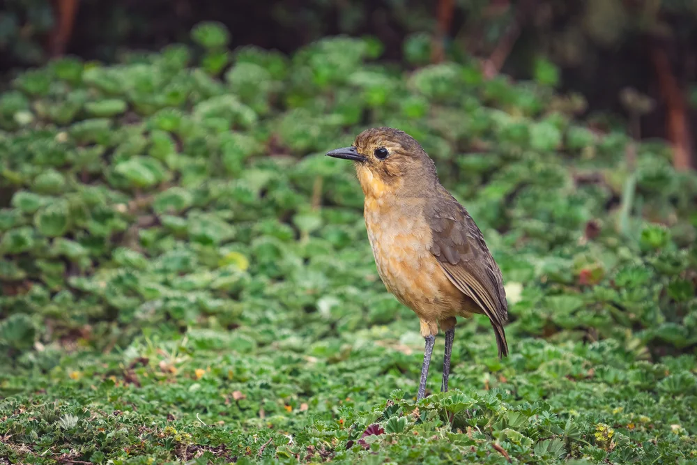 Quito-Ameisenpitta (Grallaria quitensis)