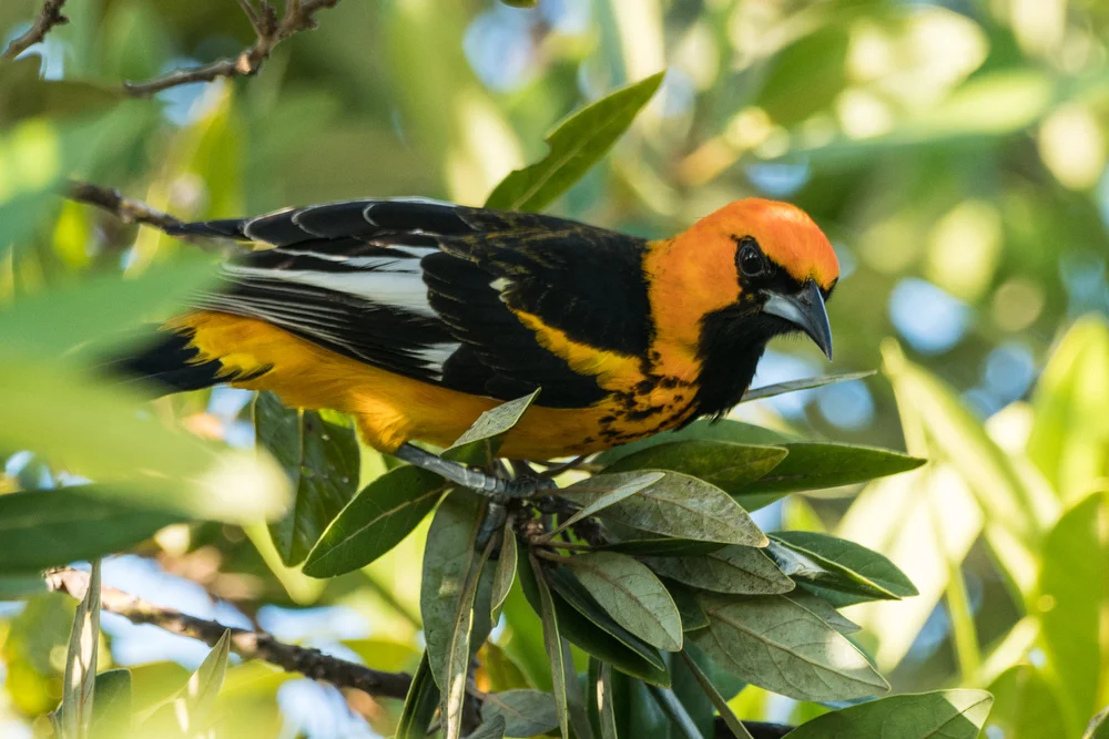 Quito-Trupial (Icterus pectoralis)