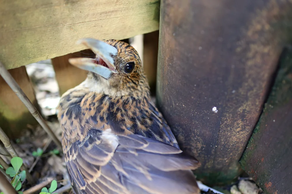 Quoy-Scherenschwanz (Cracticus quoyi)