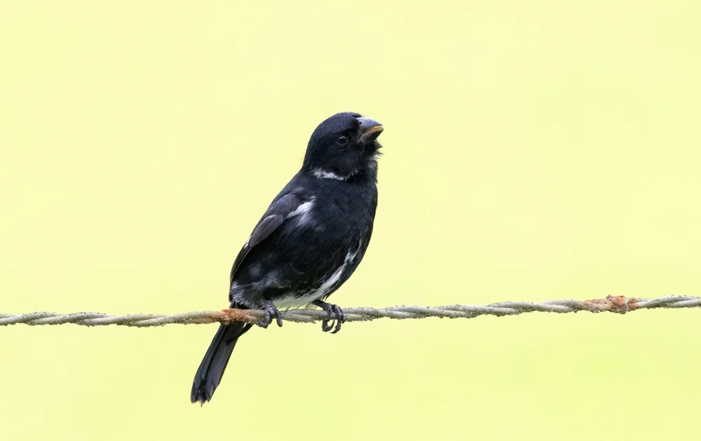 Raben-Saatknospf (Sporophila corvina)