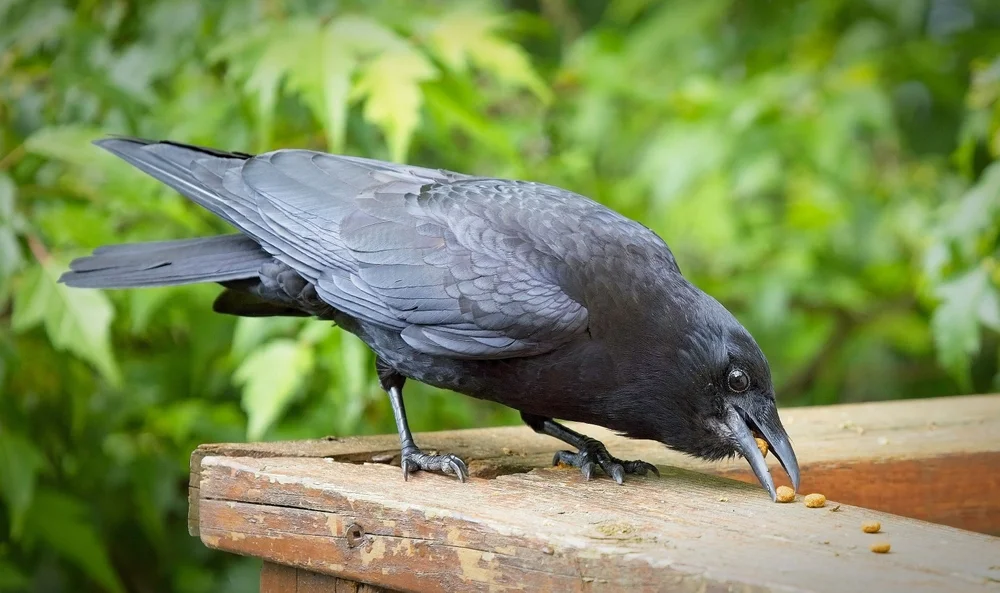 Rabenkrähe (Corvus corone)