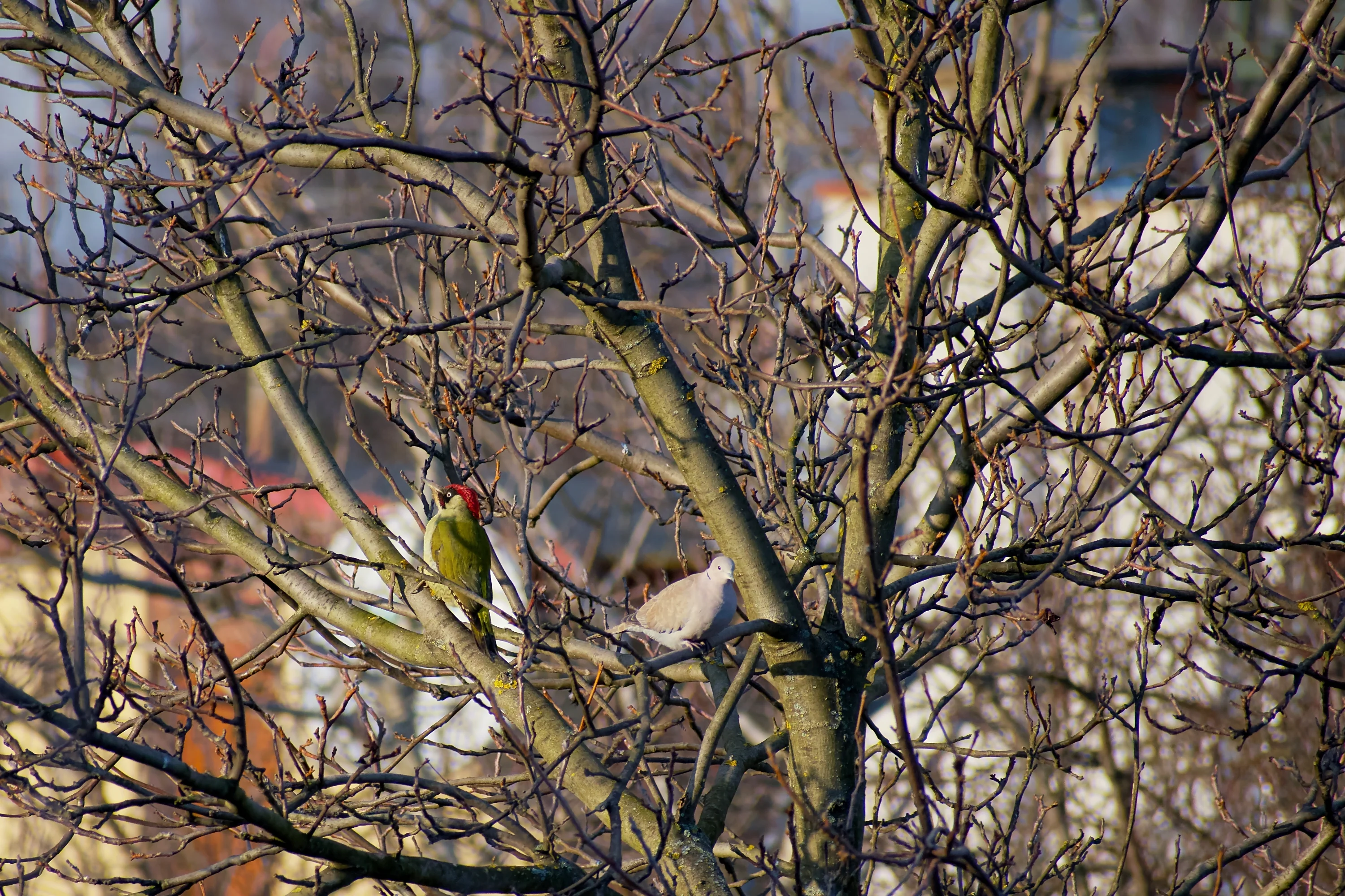 Rabiers Grünspecht (Picus rabieri)