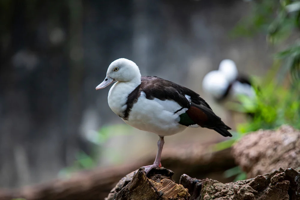 Radjahgans (Tadorna radjah)