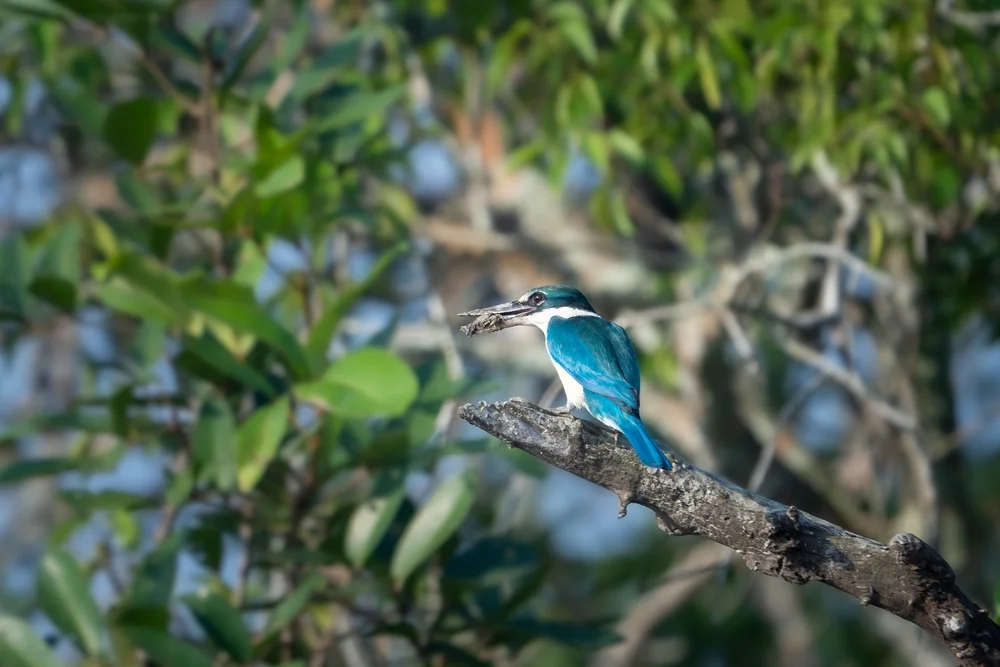 Rätseleisvogel (Todiramphus enigma)