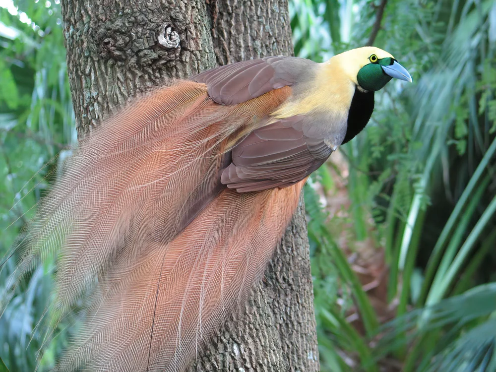 Raggis Paradiesvogel (Paradisaea raggiana)