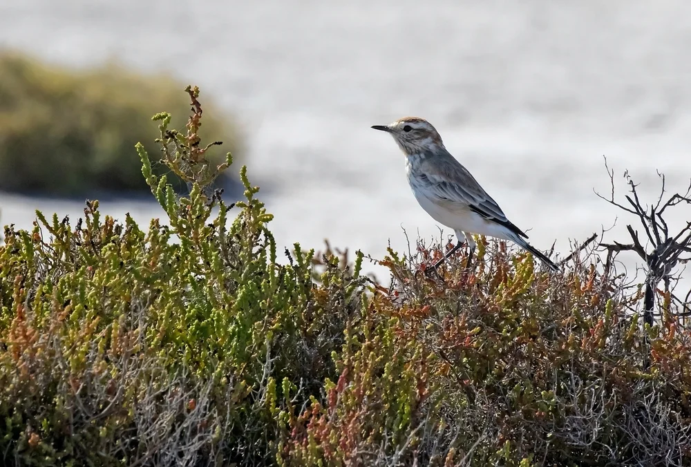 Rallenralle (Pardirallus nigricans)