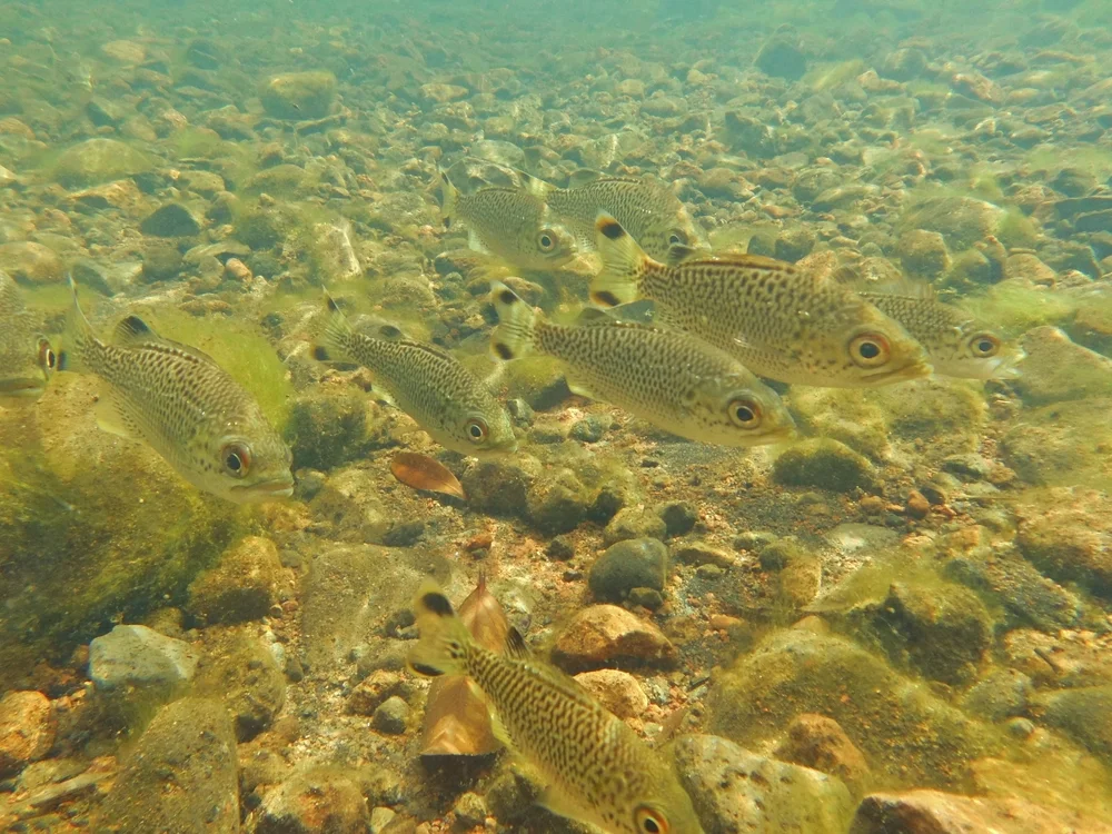 Randbarsche (Kuhlia marginata)