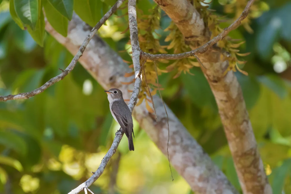 Rand's Fliegenschnäpper (Muscicapa randi)