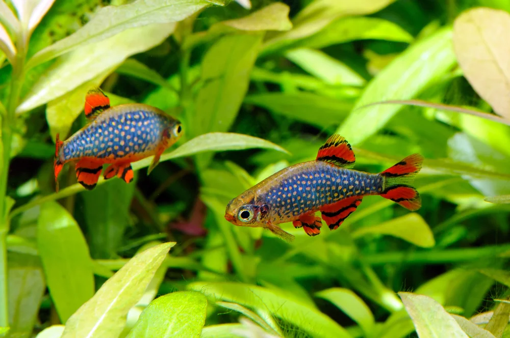 Rasbora (Raphus cucullatus)