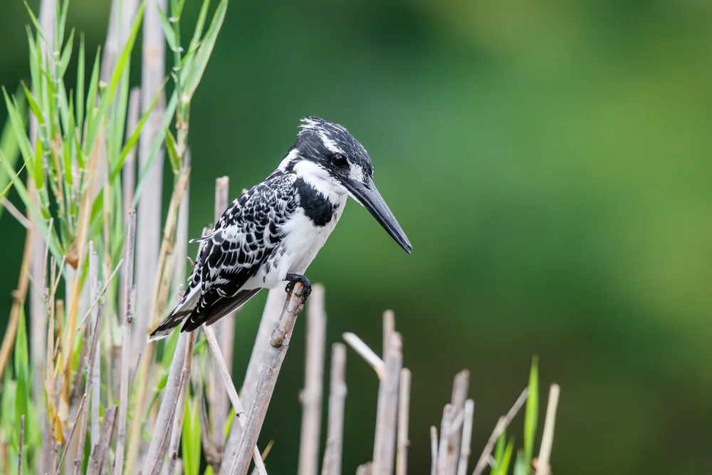 Raublache (Ceryle rudis)