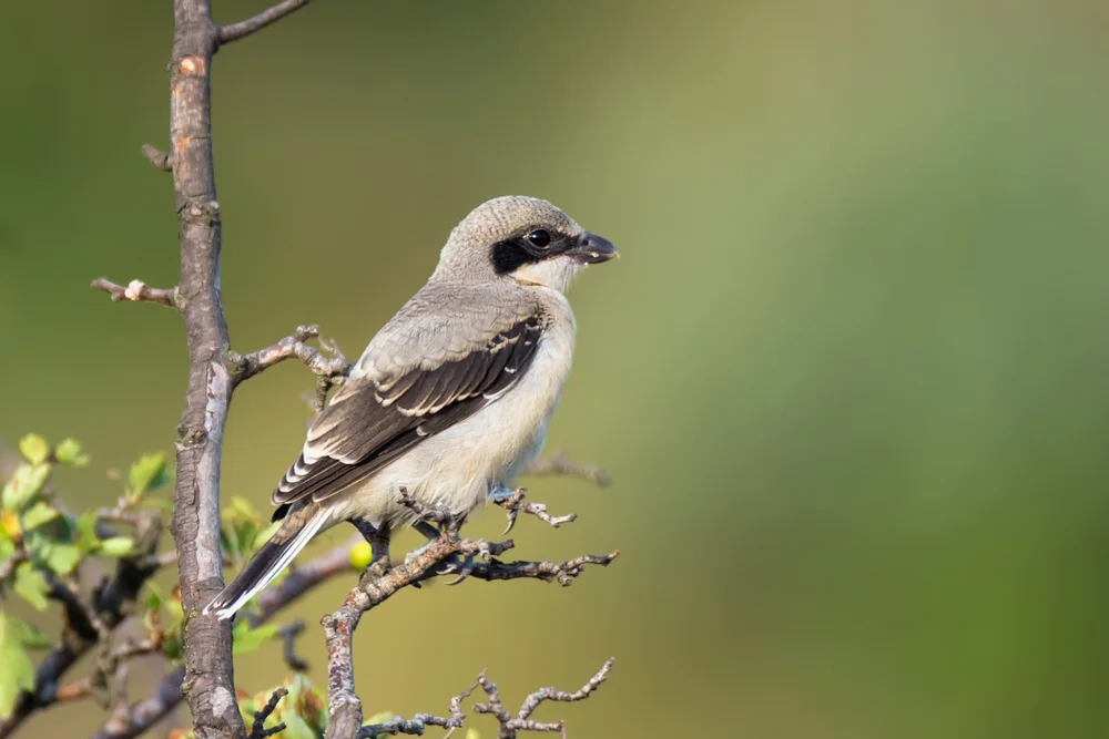 Raubwürger (Lanius excubitor)